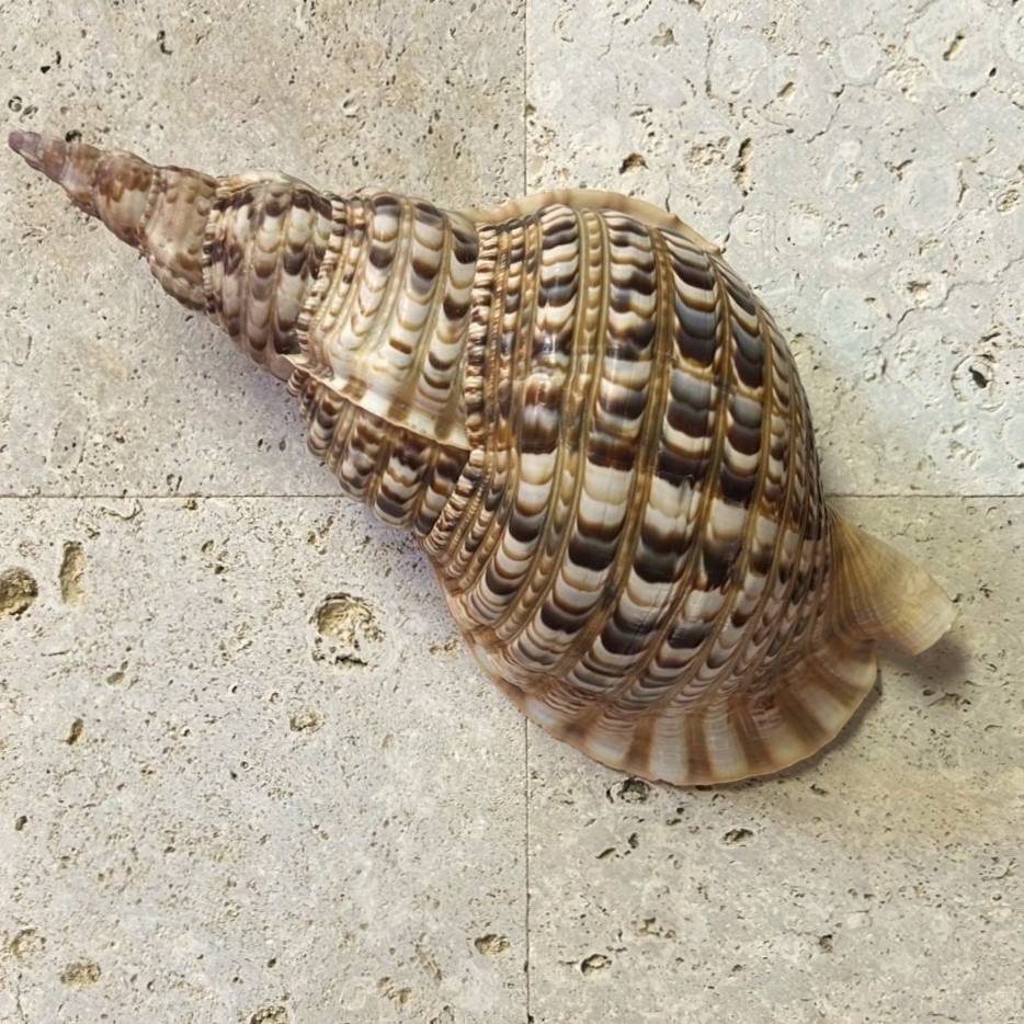 貝 サンゴ 夜光貝